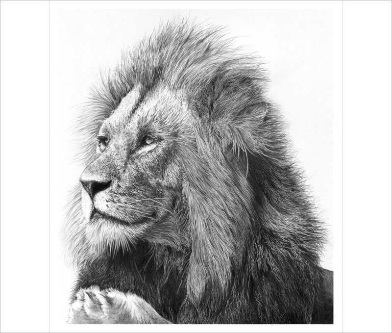 Best Lion Drawing Design