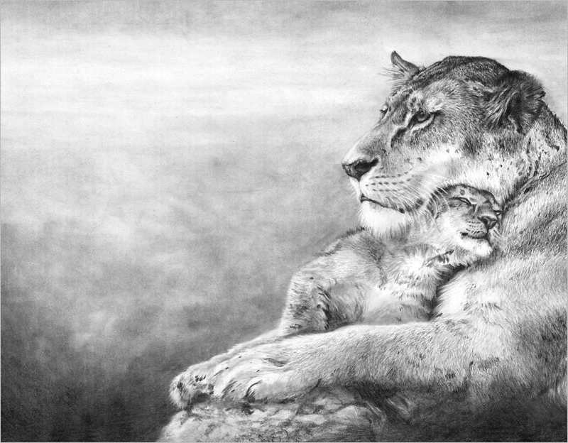 Lion & Baby Lion Drawing Design