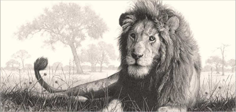 Male Lion Drawing Desing