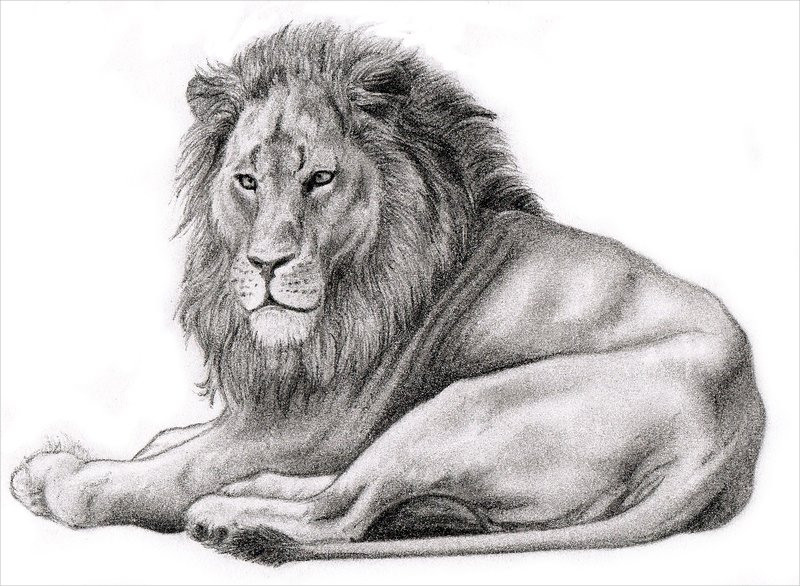 Realistic-Lion-Drawing-For-You