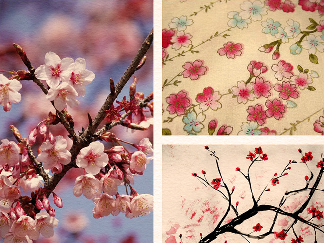 cherry blossoms 24
