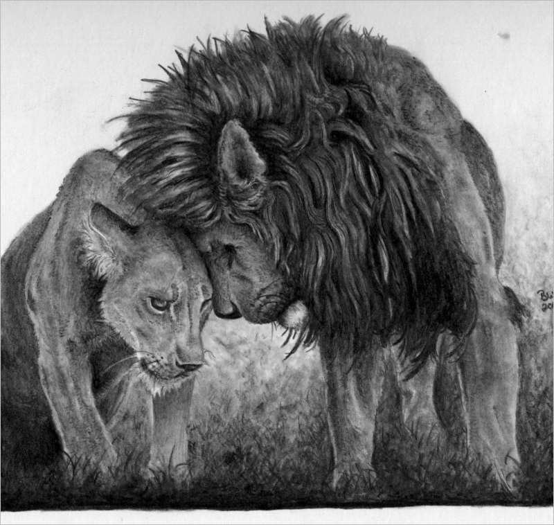 pair Lion Drawing Design