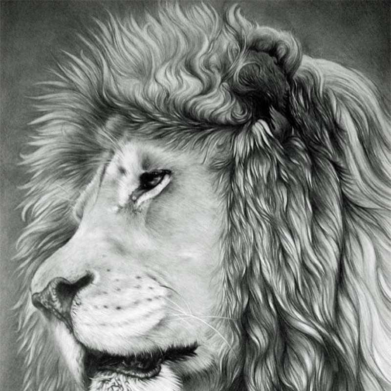 sad Lion Pencil drawinmg design
