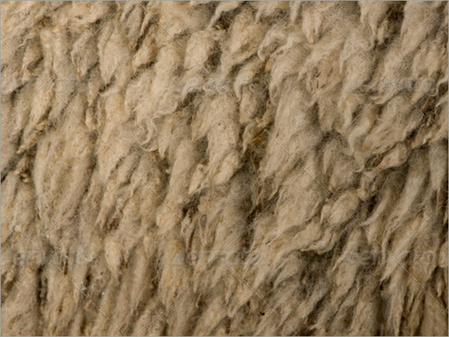 Close up of Sheep Wool
