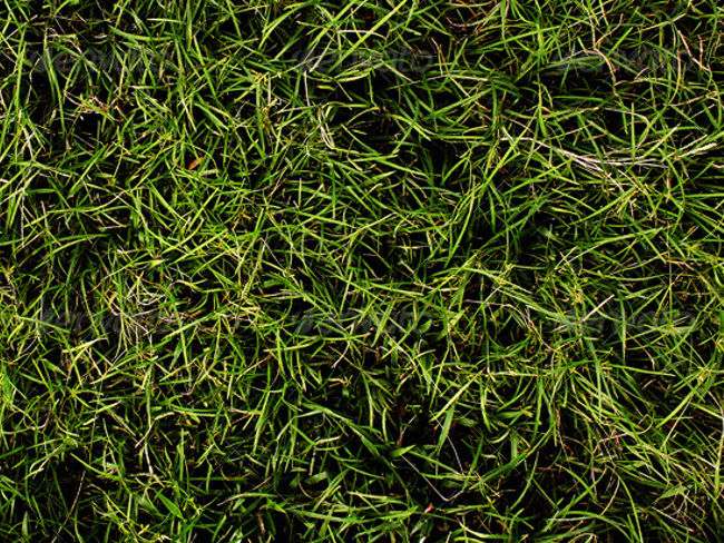 Grass close up texture