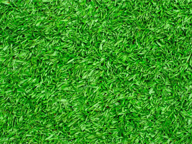 Lawn Grass Texture Design