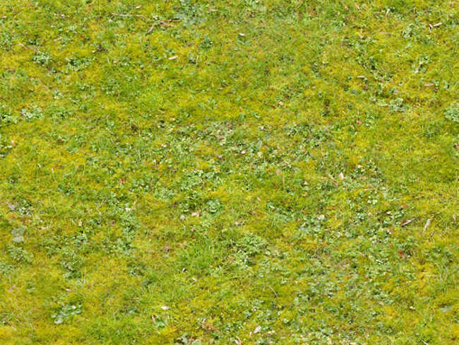Patchy Grass Lawn Texture Design