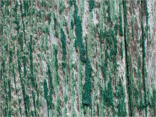 Premium Peeled wood Texture Design