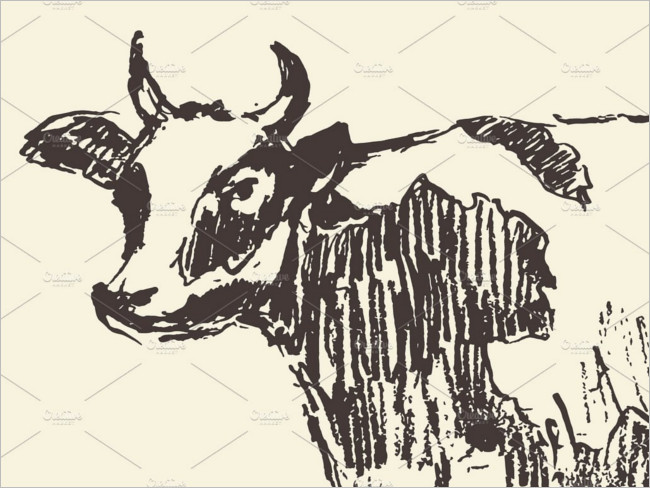Spotted Cow illustration Drawing