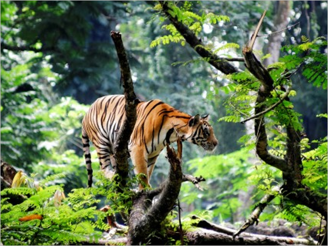 Bengal Tiger Desktop Background Pictures