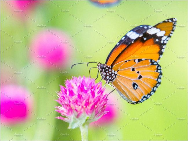 Plain tiger butterfly image Design
