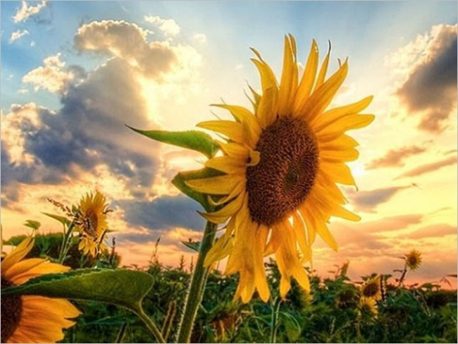 Sunflowers Background Picture HD