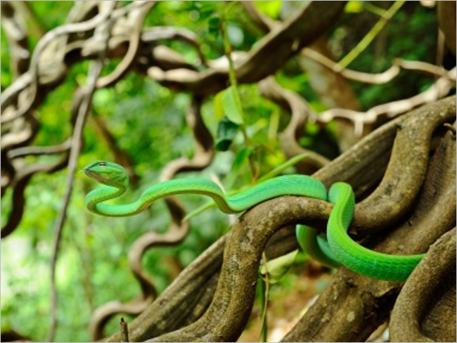 Vine Snake HD Background Images