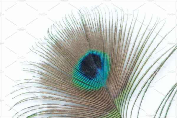 Blue Eye Peacock Feather