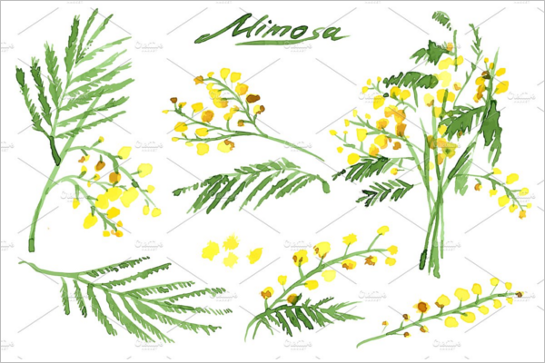 Hand-Drawn Mimosa Pattern