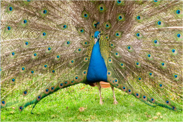 Colorful peacock Design
