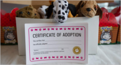 17+ Adoption Certificate Templates
