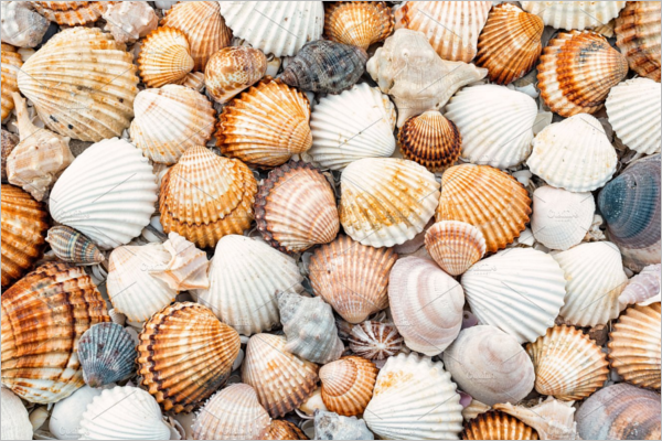 Shells Texture Design
