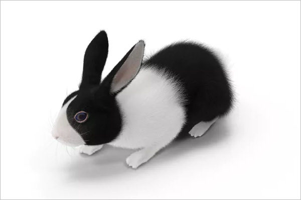 Black Rabbit 3D Image