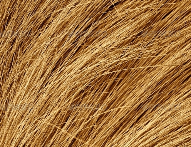 Dry Grass Texture Design