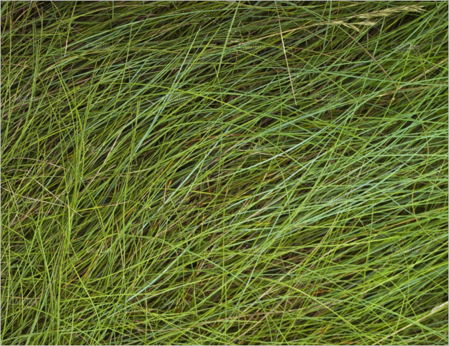 Green Grass Texture Design