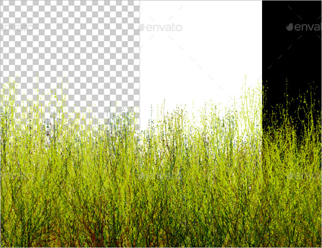 Isolated Grass Texture Design