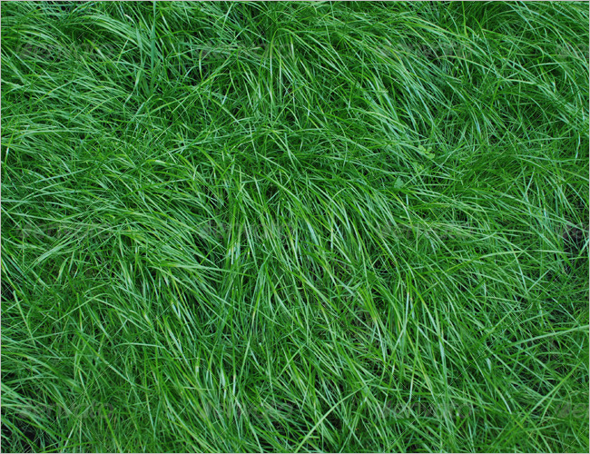 Outdoor Grass Texture Design