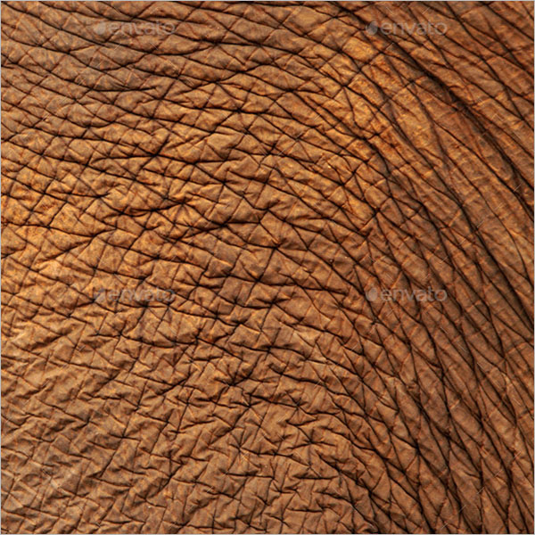 Animal Skin Texture Ideas