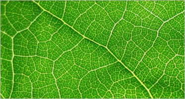 20+ Best Leaf Textures