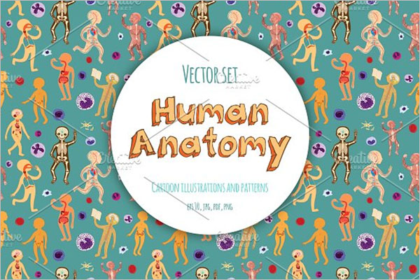 Kids Human Anatomy Postcard Design