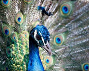 Amazing peacock