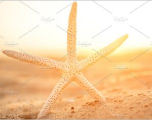 Closeup Starfish On Sand