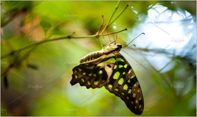Beautiful butterfly on foliage