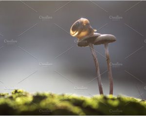 snail on mushrooms