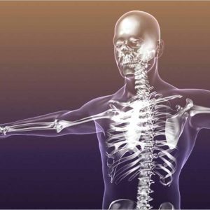 Human Skeleton in Body