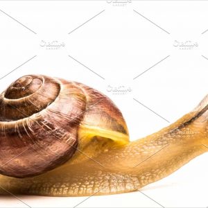 Snail side shoot on a bright white