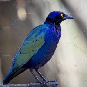 purple starling