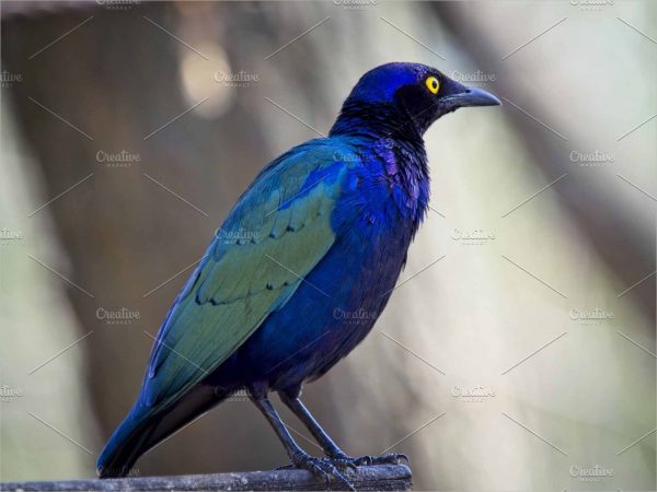 The purple starling standing on a tree