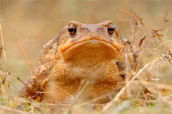 European common toad